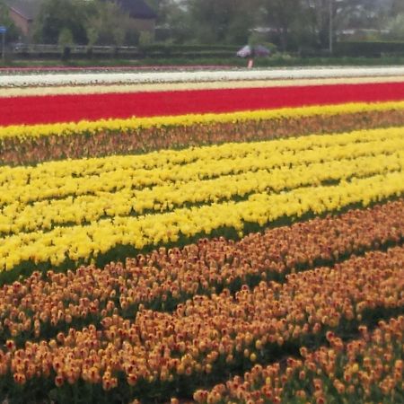 Bright Holiday Home In Noordwijk Near Sea 外观 照片