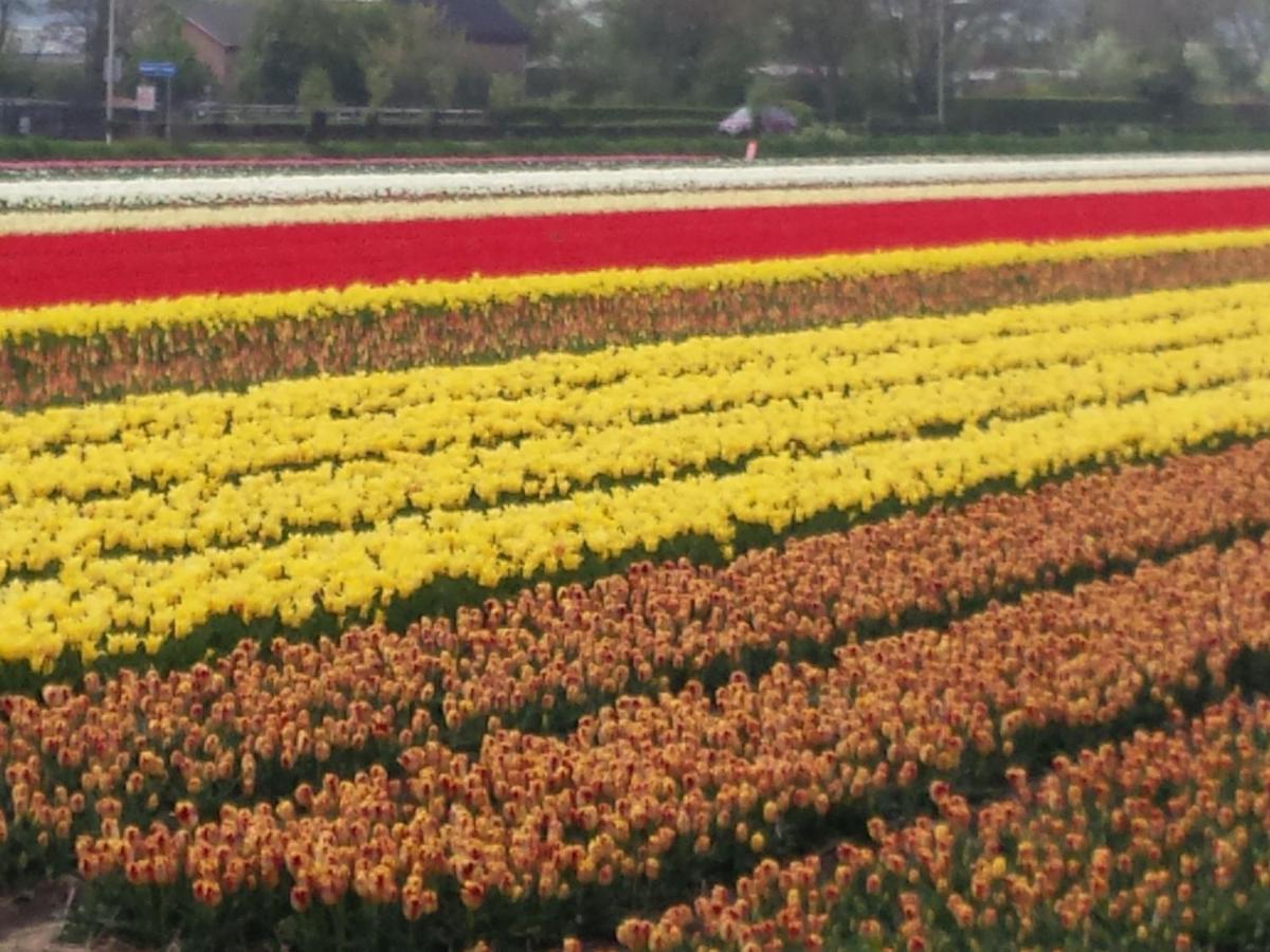 Bright Holiday Home In Noordwijk Near Sea 外观 照片